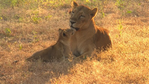 Can the last Asiatic lions be saved?