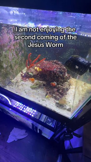 The frogfish are on their own. No more tank maintenance. Might set the whole house of fire. This thing better regrow those tentacles ASAP