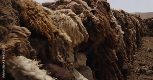 Rows of cut sheep wool and skin. White brown beige wool cut from animals sheeps dried outside, in sun, in wind. Skin cut from sheep hanging on fence dried before dressing. Close up, slow motion.