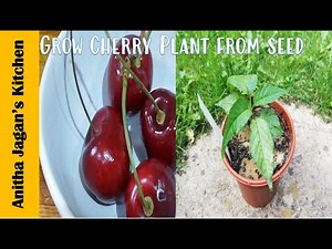 How to grow supermarket cherries to cherry plant | How to grow cherry tree from seeds|growcherrytree