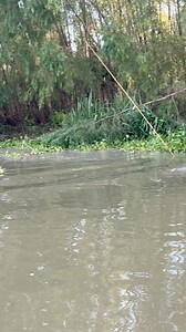 1.7M views · 32K reactions | Tree Breaka!!! Giant on the line! #alligator #dalandrylife #fypシ | Da Landry Life | Facebook