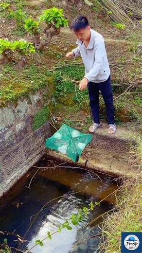 Traditional Pond Fishing with a Box Net🐠Amazing Fish Catch #fishing #shortsvideo #pond 🌿😐