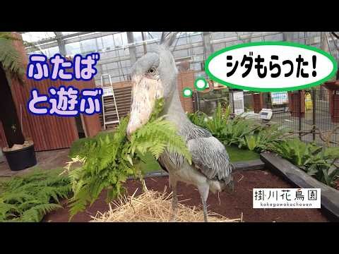 【掛川花鳥園公式】ハシビロコウ「ふたば」とシダ束で遊ぶ。かわいい。