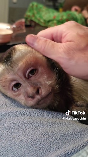 Adorable Sleepy Capuchin Monkeys