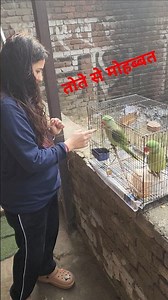 Alexandrine parakeet Parrot.