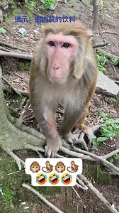Funny clip monkey 🙊 🐒🤣🤣🤣🤣 | comedy video