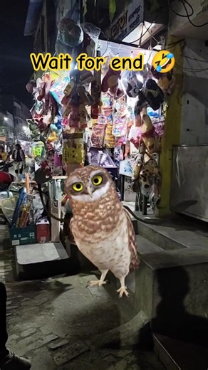 Funny Owl Dance 😍 | Dancing Owl 🦉/ #owldance #funny #shorts