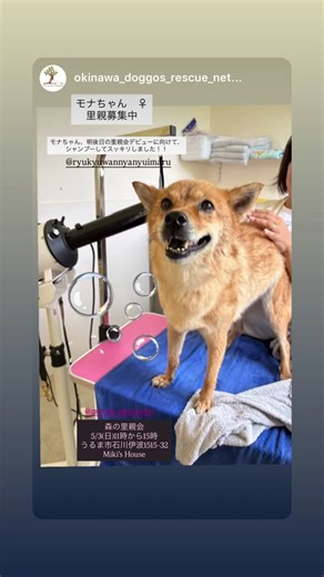 一般社団法人 琉球わんにゃんゆいまーる on Reels