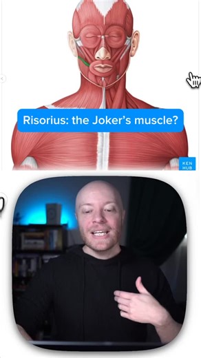 Meet the Risorius muscle - the one you just can’t trust. That suspicious lateral smile  “Everything’s fine…” (but is it really?)  Think Joker vibes, think hmm hello  Yeah… that’s Risorius at work. Anatomy has never looked this mischievous. 﫦醴 #anatomy #kenhub #humananatomy #medicaleducation #meded #muscles | Kenhub | Facebook