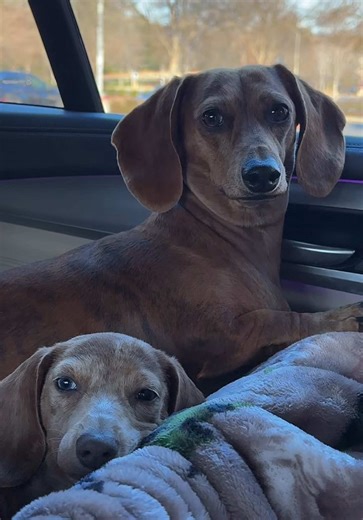 Car rides with Cherry and two little monsters 🍒