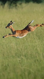 Impala running and Jumping Wincent bRoKC #wildlife #nature #impala | HAWI Studios