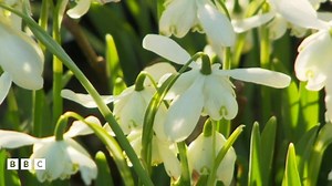 Snowdrops, daffodils, crocuses: What signs of spring have YOU spotted?