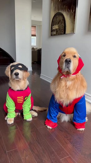 Happy National Superhero Day 🦸🏼 from the heroes you never knew you needed 😆#NationalSuperheroDay #goldenretrievers | Sterling Newton