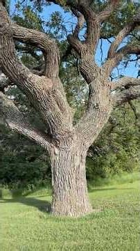 Massive Twisted Tree at the Park (Looks Like a Halloween Movie Scene!)