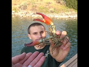Crawfishing and Testing Crayster's New Boil Trap, Catching Pounds of Huge Crawfish Gopro