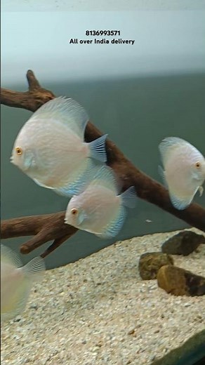 White butterfly discus for sale