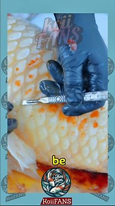 What to do about koi carp with exploded scales?🤔🤔🤔 Koi fish scale burst, don't panic when scales burst, just handle it simply, rest for a month, and it will be a good fish again😍😍😍😍😍 #Koi #OrnamentalFish #FishKeepingDiary #KoiPond | KOI Fans
