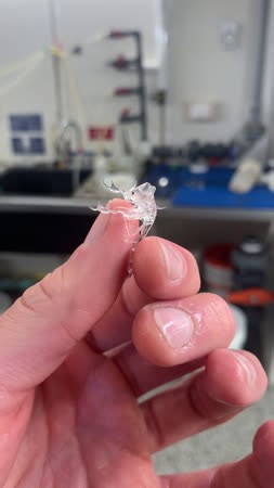 Marine amphipod
