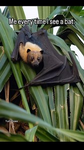 17K views · 6.1K reactions | Although Bat Month is over and November is upon us, fear not. Every month is Bat Month when you’re hangin’ with us 驪 | Bat Conservation International | Facebook