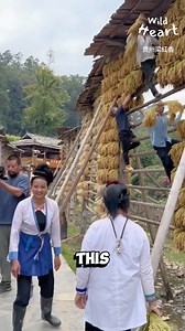 You Can't Buy This Rice #rice #farming #villagelife #china #farmers #village #countryside #fyp #guizhou #viral #heritage | Go Chengdu