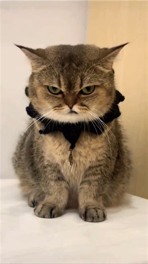 Angry Kitty 😾🔥 – Too Hilarious! #Shorts