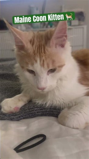 #cat #mainecoon Maine Coon Kitten 🐈