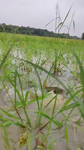 1.2M views · 3.6K reactions | Really Amazing Hand Fishing Video -smart little boy catching fish by hand in rain water #amazingfishing #handfishing #catchingfish #fishinglife #fishingvideos #viralreels23 #viralreels | Tricky Fishing BD | Facebook