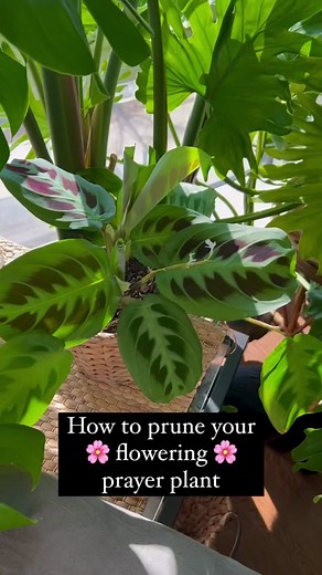 Pruning Prayer Plant for a Happier Home Garden