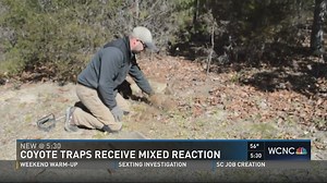 Tega Cay demonstrates coyote traps