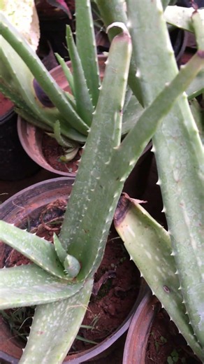 Aloe vera