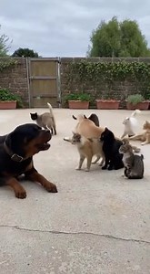 Cat gang !! Hahahahahah #pets #dog #cat | Super Smart Pets