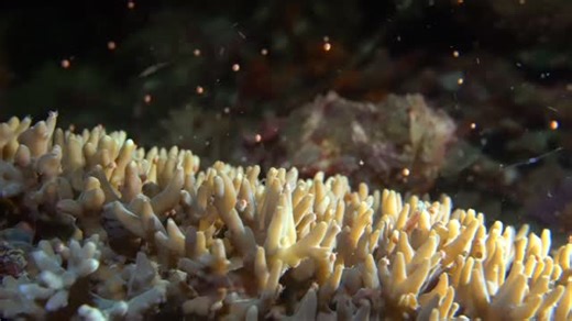 Coral spawning 🪸 Coral can reproduce in three different ways… First, by fragmentation…when a piece of the coral falls away, or is broken off, and forms its own colony. This is the method we use in our conservation efforts to restore the reefs around the island ✂️ Second, by asexual reproduction…the budding of coral polyps within the colony expands the existing community 🪸 Third, by spawning…the gametes are released into the water and mix, getting carried by the ocean currents to settle and est