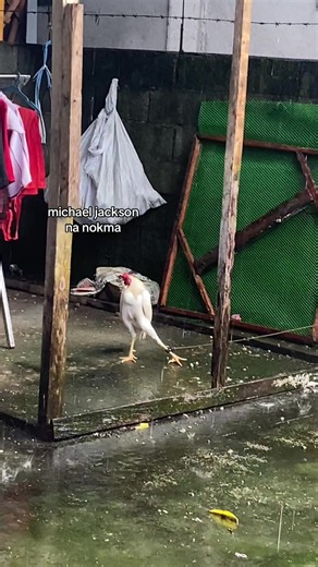 #fyp #manok | michaeljackson