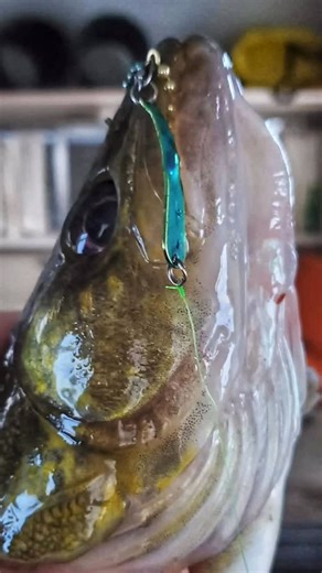 Make your ice fishing easier with Iron Decoy spoons. They’re deadly through the ice. #irondecoy #icefishing | Iron Decoy