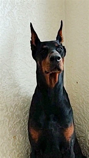 dog video ! dog sound ! dog barking ! doberman #shorts #dog