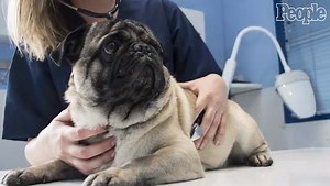 How Do I Give My Pet CPR?