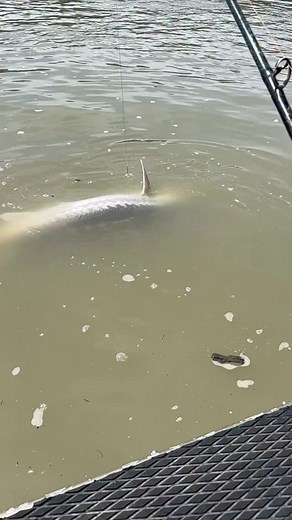 Legendary Lonny is Back🔥 Lonny’s back for another unforgettable trip on the Fraser River! It means the world to have guests like him who return year after year and continue to support what we do. We’re always honoured to share these moments with him—can’t wait for the next adventure! #LegendaryLonny #SturgeonFishing #FraserRiver #CatchAndRelease #FishingCharter #BookWithUs | Lang's Fishing Adventures