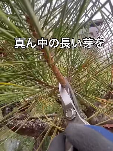 松の剪定手順と庭師の技術