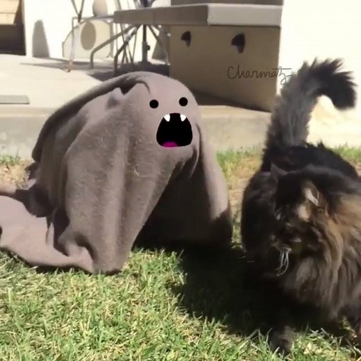 Animating cats is too funny 😂😂 | UNILAD