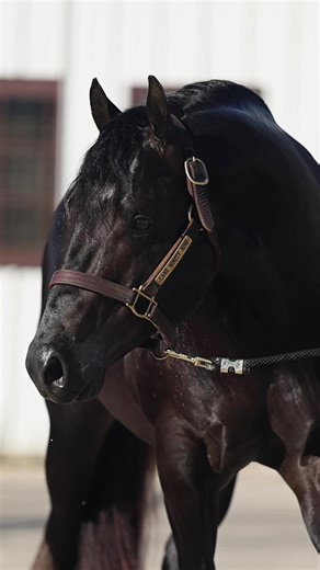 Lane 99 Barrel Horse: A True Stallion