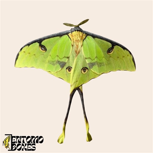 African Moon Moth Argema Mimosae Tropical Silkmoth Taxidermy Entomology - Etsy UK