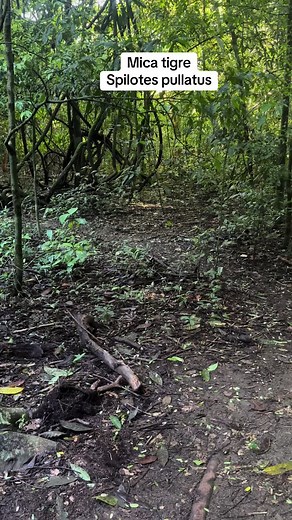 Discover the Tiger Snake: Habitat and Behavior Insights