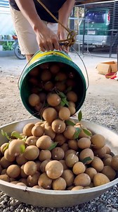 Harvesting Chico fruit 🍑 #fruits #chico #plants | Marjon Tolentino