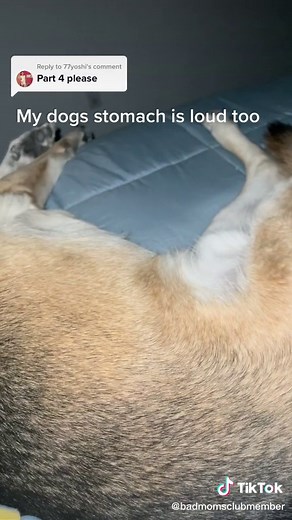 Dog Stomach Gurgling: Causes and Treatment