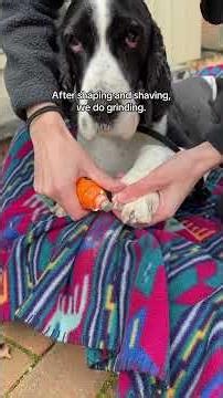 tootsie time saves my dog's feet 🐾 #doglife #petcare #shorts