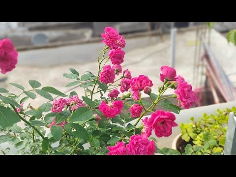 💯🤯"How to🔥 Grow😱⁉️ Mini Rose Plants at Home: Easy Care Tips for Beautiful Blooms!"