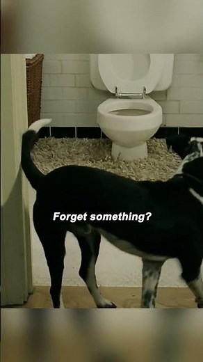 "Teaching a Dog to Use a Toilet and Turning a Beater Into a Supercar" 🐕🚽🏎️😎 | Bruce Almighty