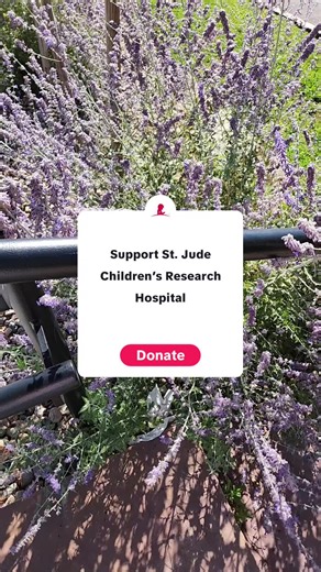 in Colorado #lavender #flowers #fyp