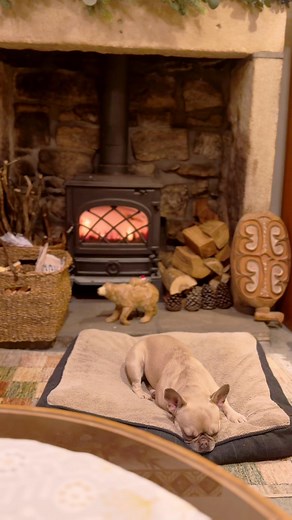 Cozy evening in the Murray household!! Yes the Christmas decs are up! 😆🌲🔥☕️ | All Creatures Great Small