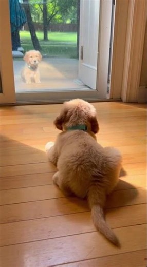 Puppy's Epic Stare‑Down With Its Own Reflection 🐾